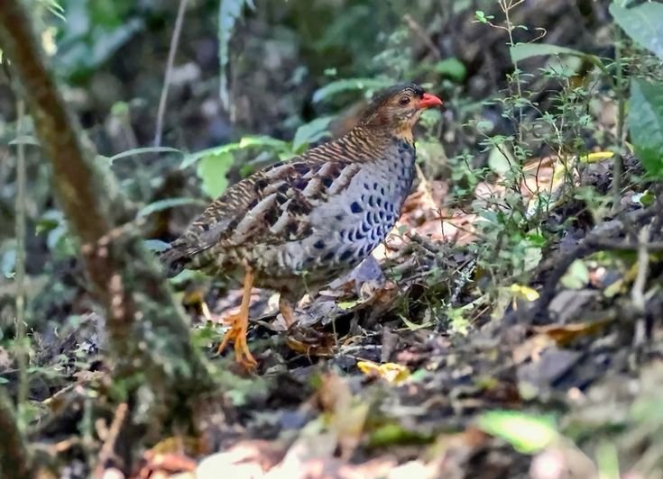 Udzungwa Partridge